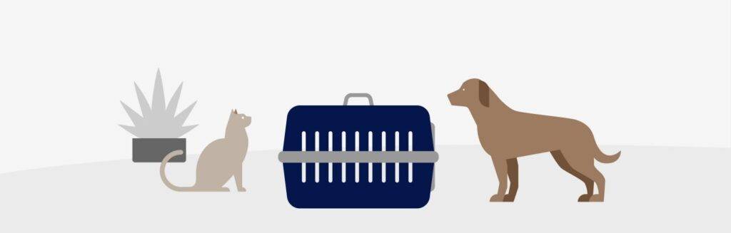 De ce trebuie să țineți cont dacă vreți să plecați cu animalul de companie în vacanță