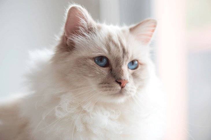 Choupette - cea mai iubită pisică din lumea modei. A moștenit averea lui Karl Lagerfeld, dar era milionară de dinainte