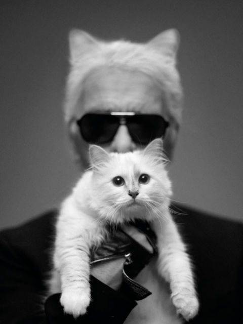 Choupette - cea mai iubită pisică din lumea modei. A moștenit averea lui Karl Lagerfeld, dar era milionară de dinainte