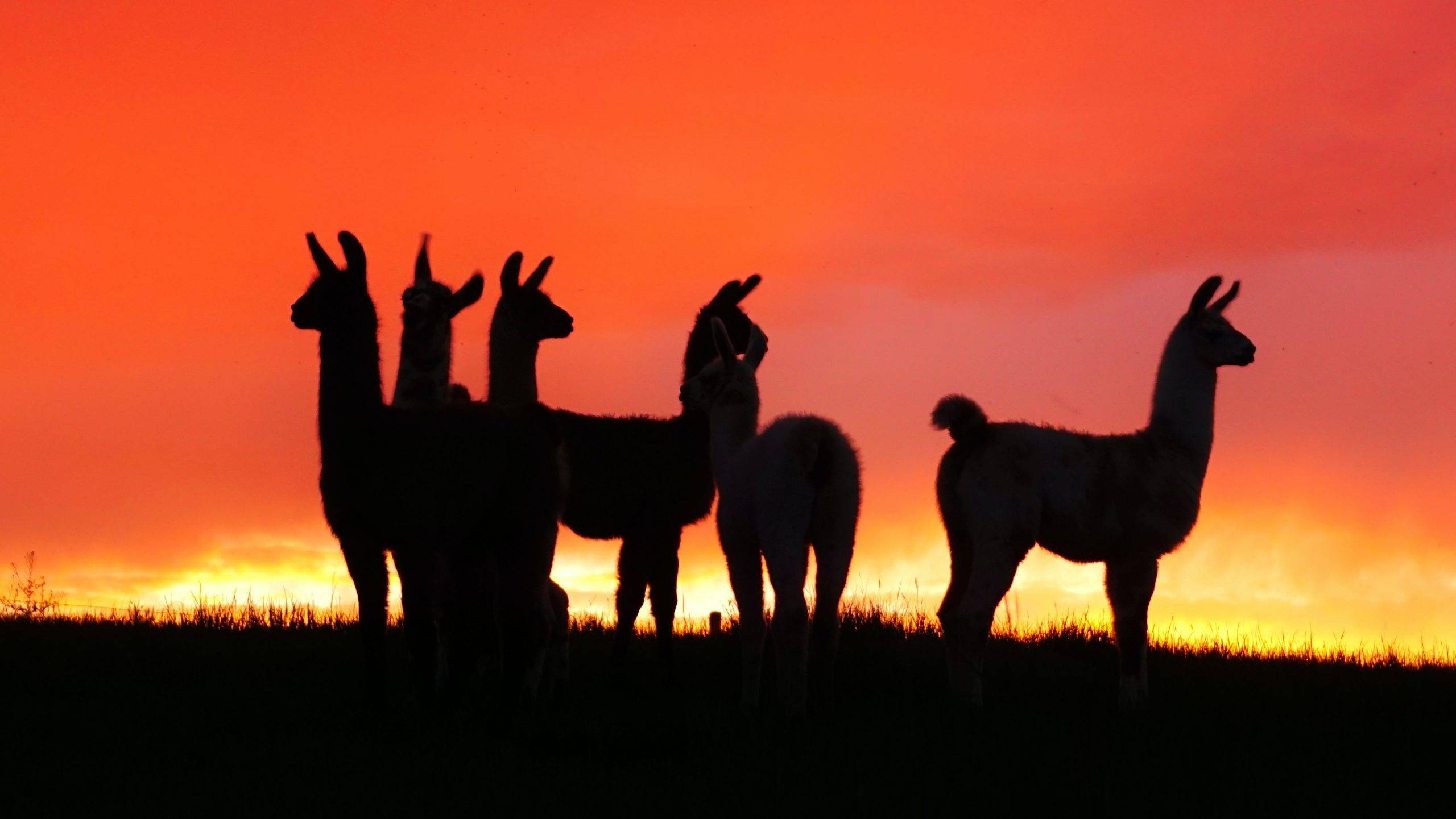lama alpaca
