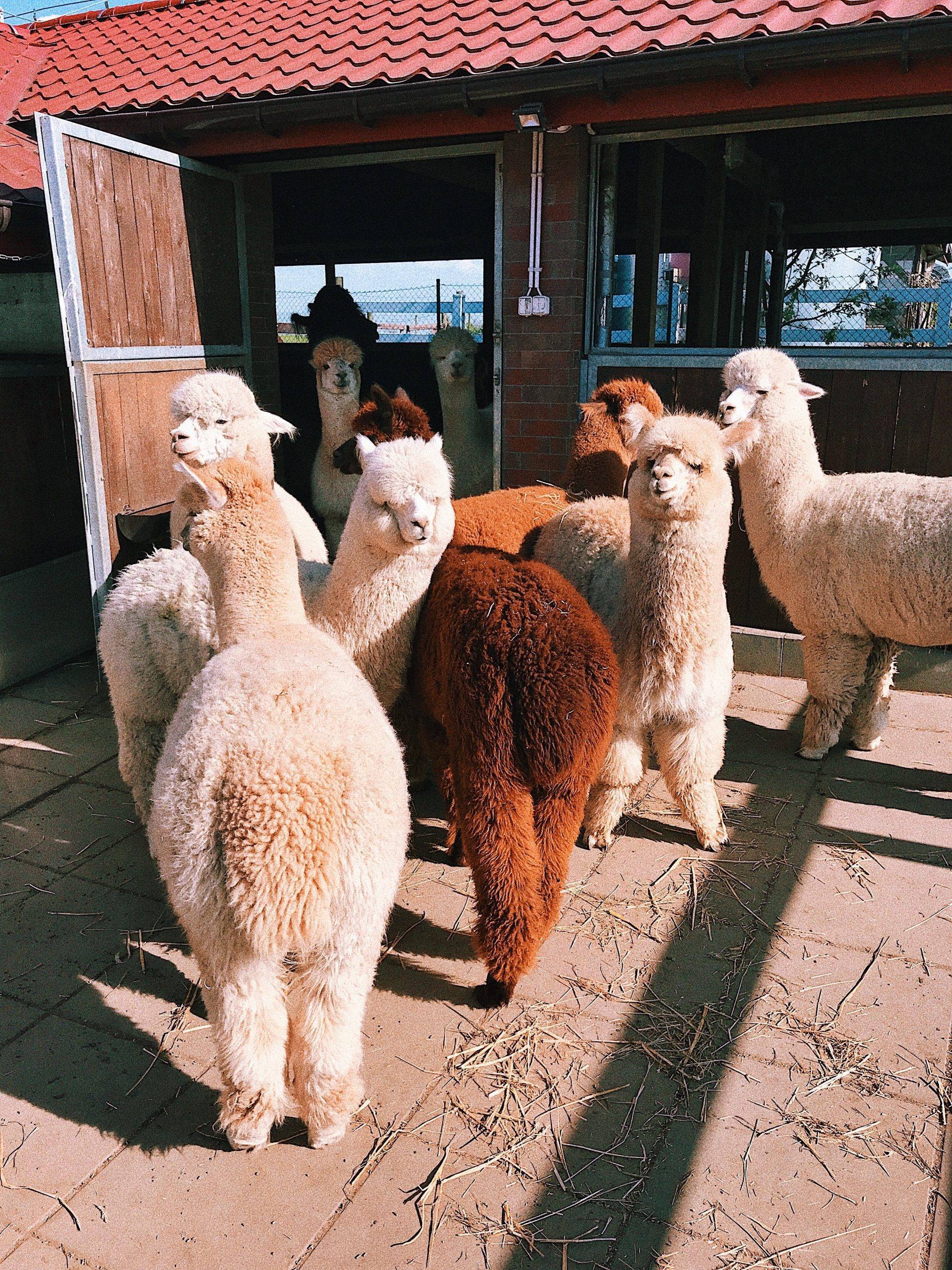lama alpaca