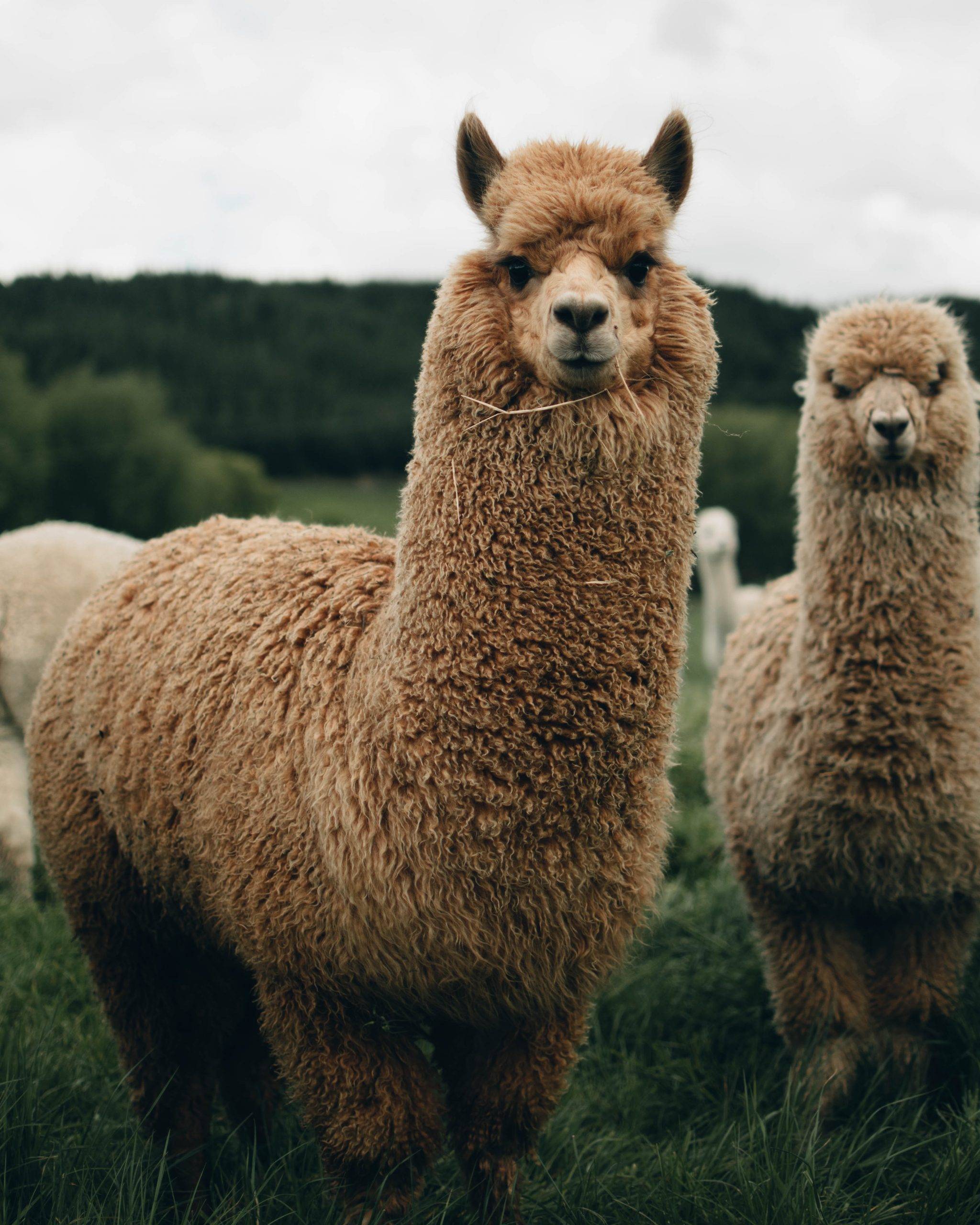 lama alpaca